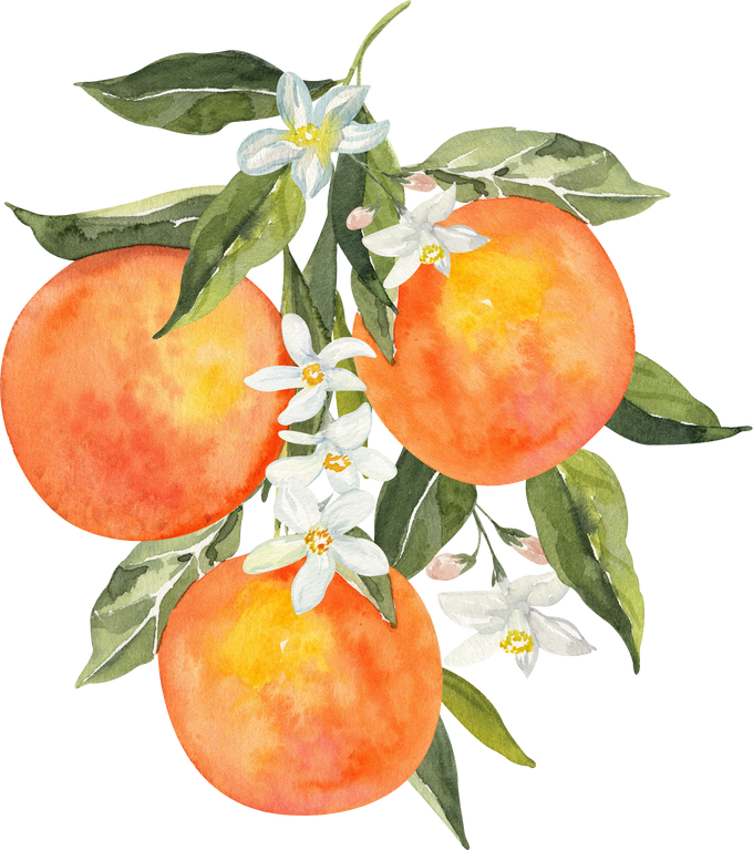 Watercolor three oranges and blossom bouquet illustration